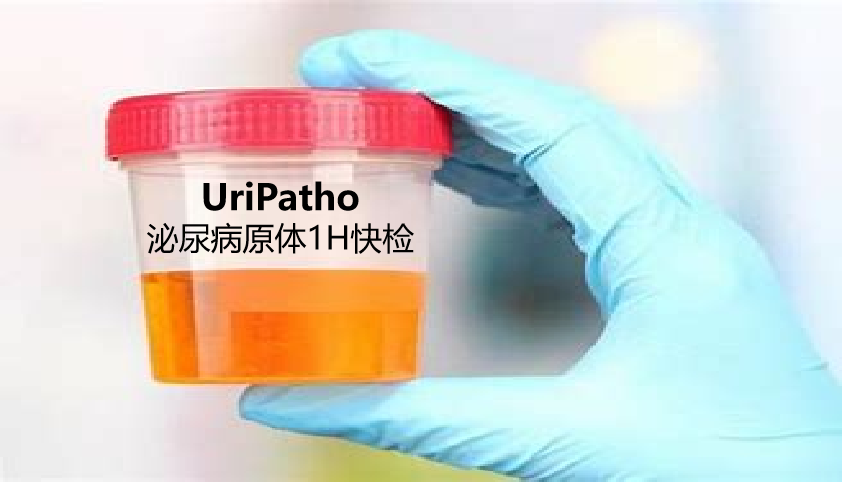 uriPatho，泌尿感染病原谱